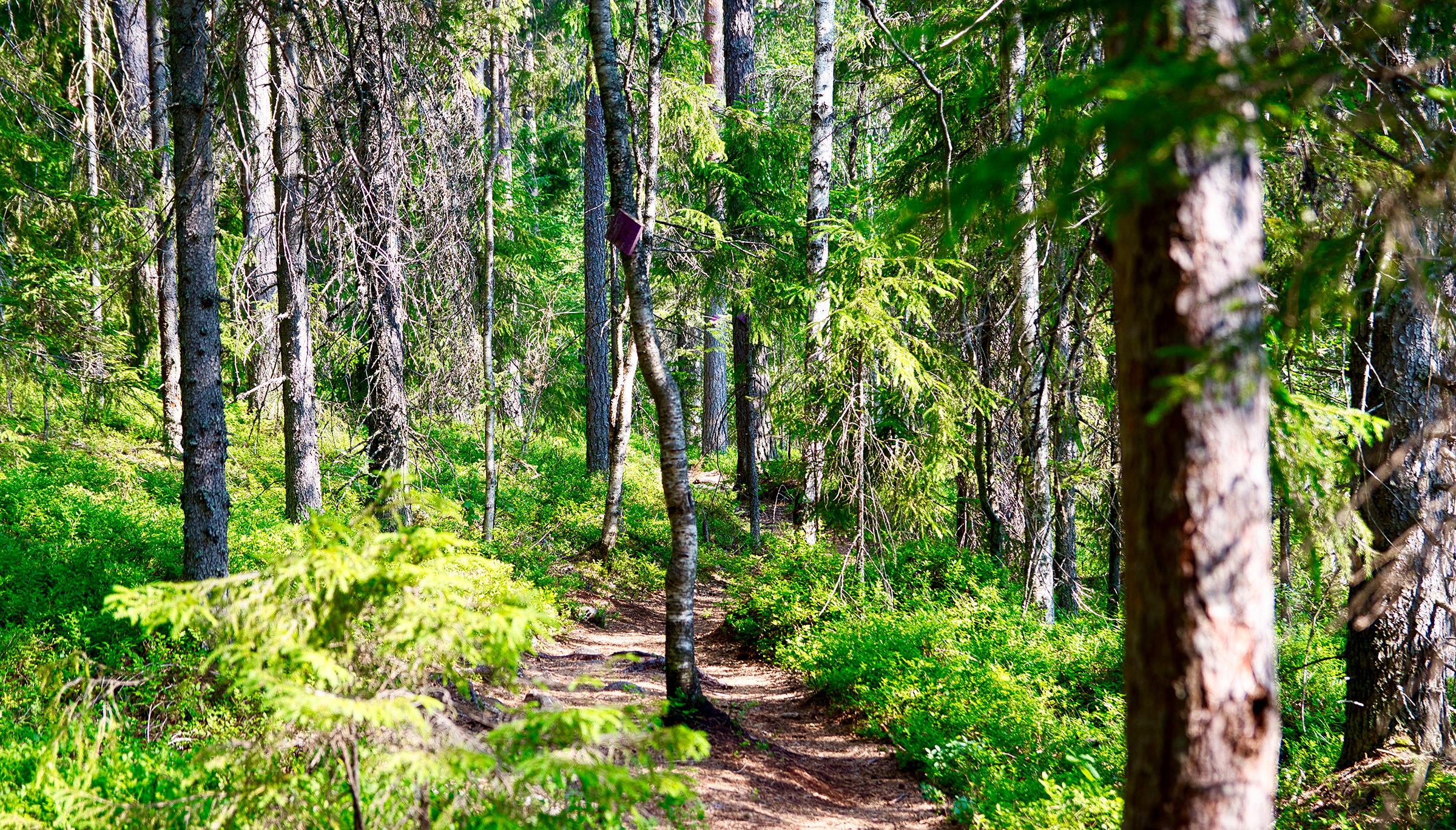 Metsämaisema Nuuksiosta - kuva Joenrinne Films