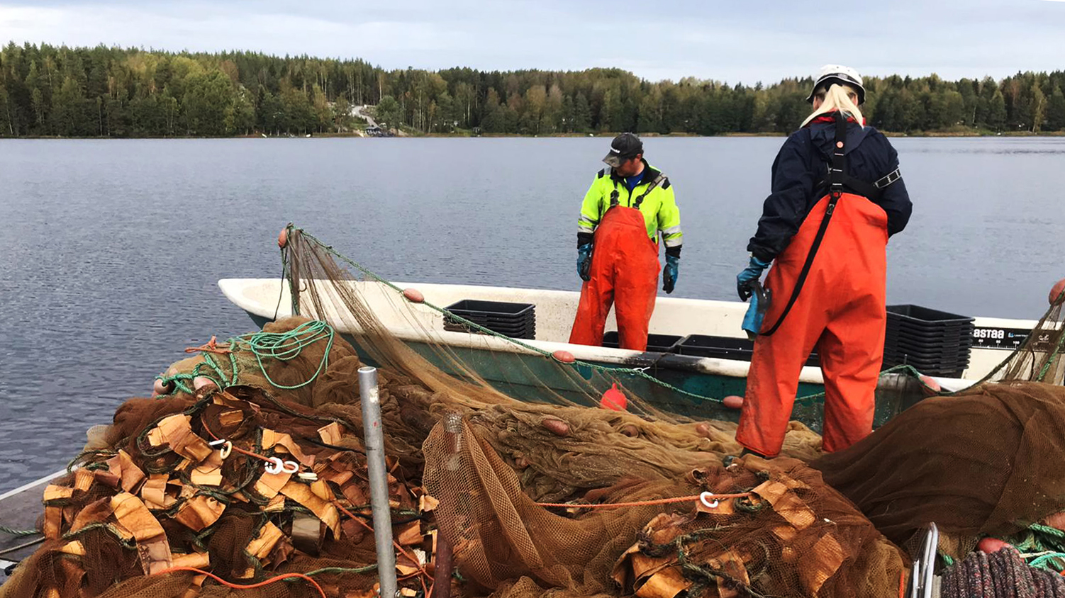 Hoitokalastusta Vihdissä - kuva Anna Mikkonen