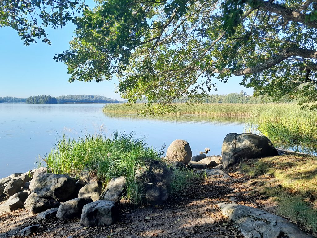 Järven ranta ja metsää